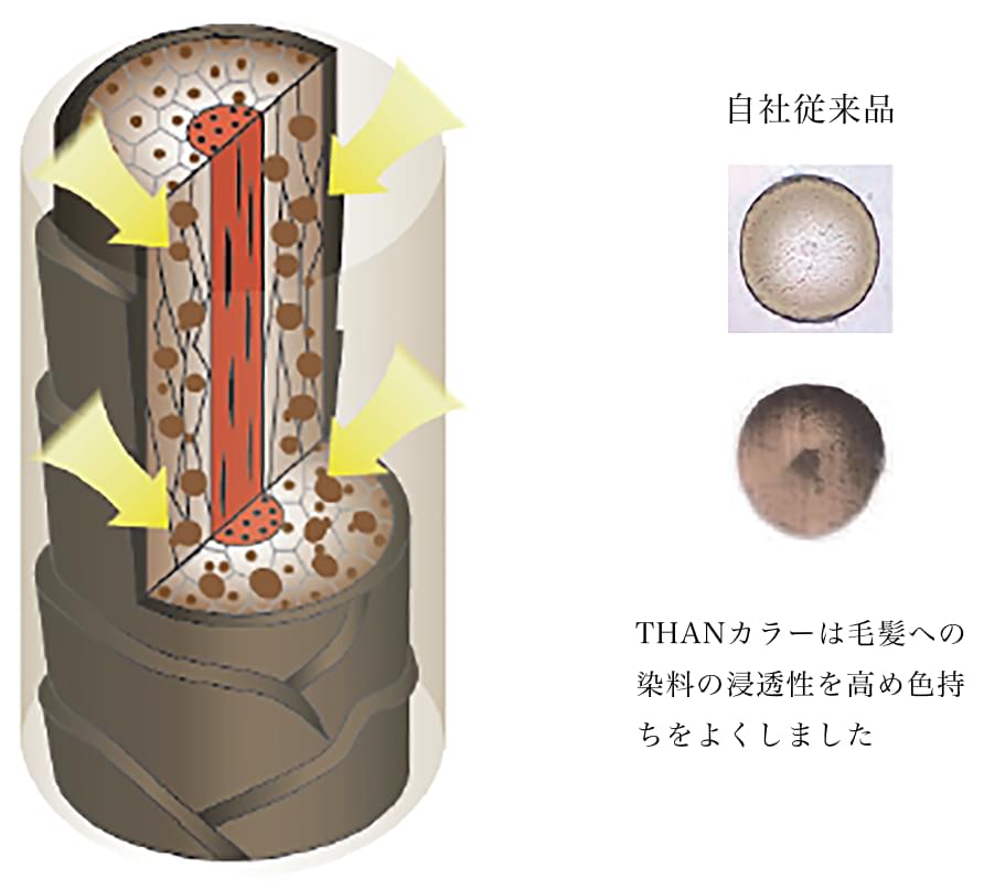 THANカラーは毛髪への染料の浸透性を高め色持ちをよくしました