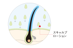 頭皮化妝水