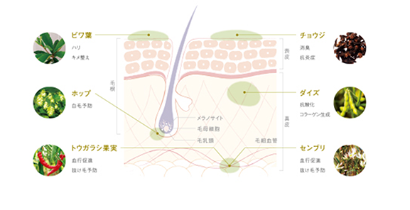 皮膚調理