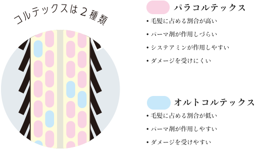 feladyca tocosme curl