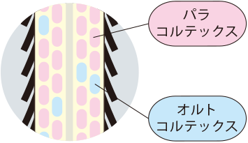 feladyca tocosme tuning