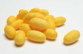 「黄金シルク」は、色鮮やかで美しい「黄金シルク」。蚕の食べる桑葉に含まれる色素によってこの黄金色に。