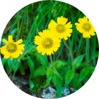 arnica flower extract