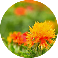 safflower extract