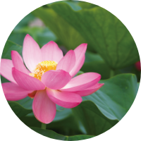 lotus flower extract