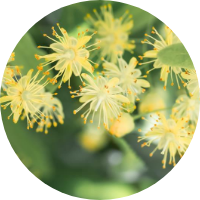 Sambucus nigra var. japonica flower extract