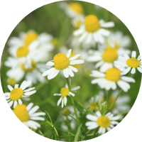 chamomile flower extract