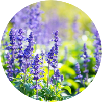 Lavender flower extract