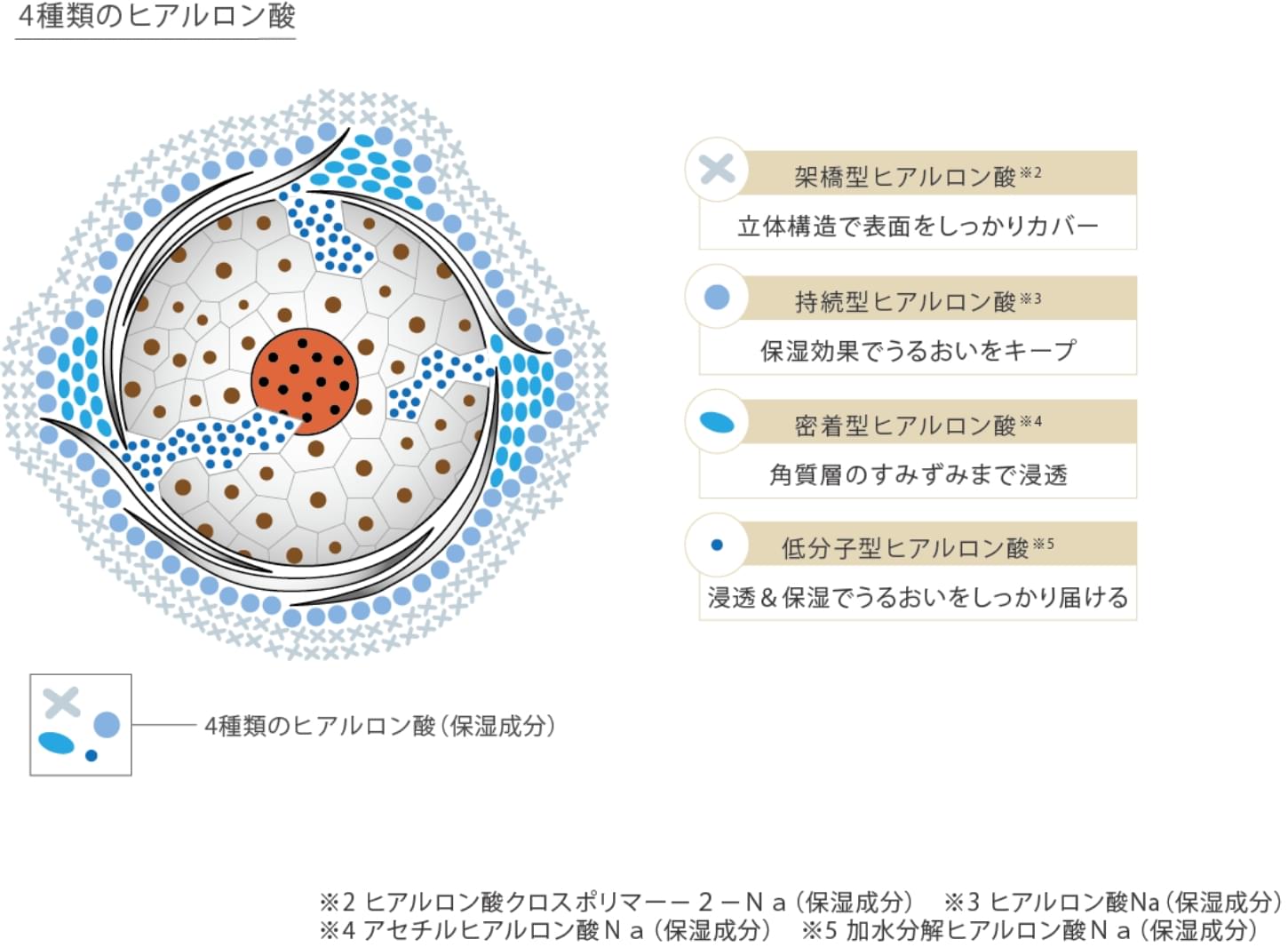 4種類のヒアルロン酸