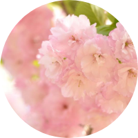 Satozakura Flower Extract