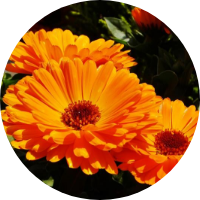 calendula flower extract