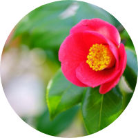 Camellia japonica flower extract