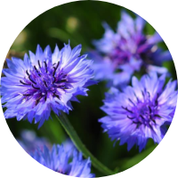 cornflower extract