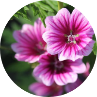 mallow flower extract